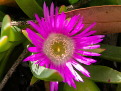 Carpobrotus modestus