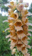 Digitalis ferruginea