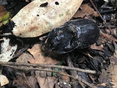 Trichogomphus martabani