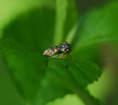 Smiliinae
