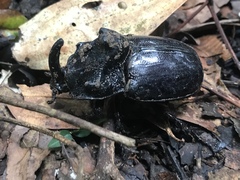 Trichogomphus martabani