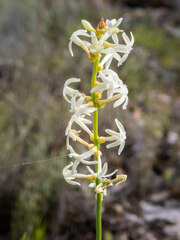 Stackhousia monogyna