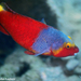 European Parrotfish - Photo (c) Nicolas Lagière, some rights reserved (CC BY-NC), uploaded by Nicolas Lagière