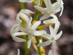 Stackhousia monogyna