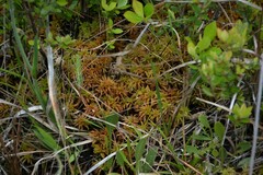 Sphagnum affine