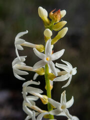 Stackhousia monogyna