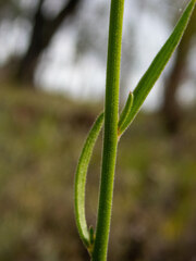 Stackhousia monogyna