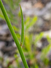 Stackhousia monogyna