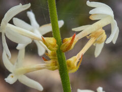 Stackhousia monogyna
