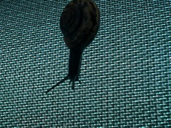 Campylaea planospira