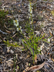 Stackhousia monogyna