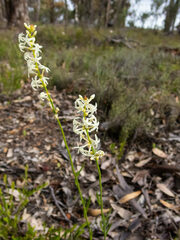 Stackhousia monogyna