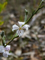Lechenaultia biloba