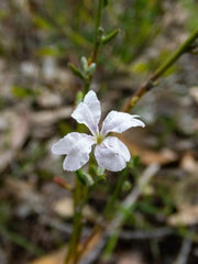Lechenaultia biloba