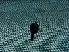 Campylaea planospira