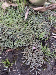 Drimiopsis