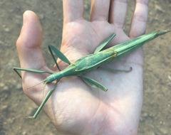 Tropidoderus childrenii