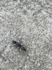 Paltothyreus tarsatus