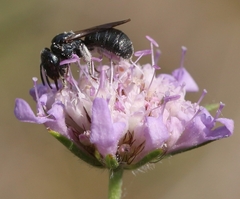 Ceratina