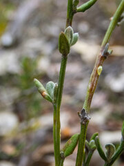 Lechenaultia biloba