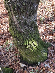Ulmus glabra