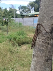 Eutropis carinata