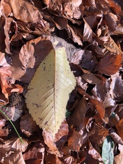 Ulmus glabra