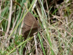 Stegosatyrus periphas