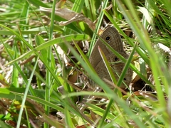 Stegosatyrus periphas