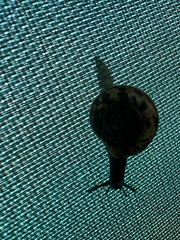 Campylaea planospira