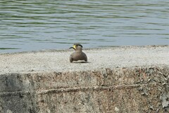 Vanellus malabaricus