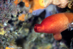 Halocynthia papillosa