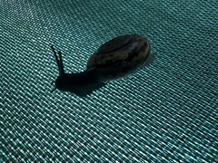 Campylaea planospira