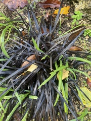 Ophiopogon planiscapus