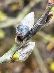 Salix caprea