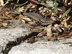 Podarcis muralis