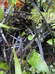 Ophiopogon planiscapus