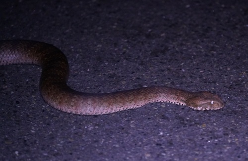 Southern Death Adder sighting