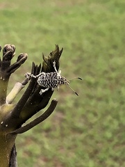 Cydianerus latruncularius