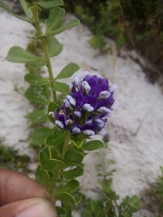 Psoralea fruticans