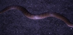 Acanthophis antarcticus