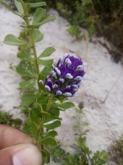 Psoralea fruticans