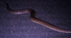 Acanthophis antarcticus