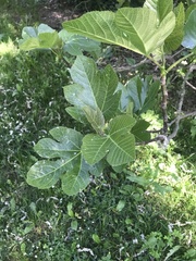 Ficus carica