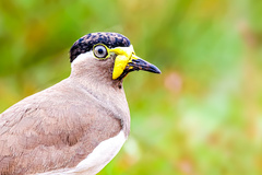 Vanellus malabaricus