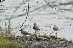 Vanellus malabaricus