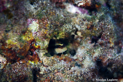 Parablennius rouxi