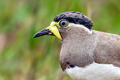 Vanellus malabaricus