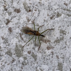 Zelus renardii
