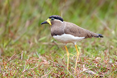 Vanellus malabaricus